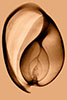 Bubble Shell