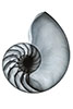 chambered Nautilus