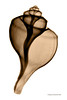 Channel Whelk