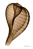 Fig Shell