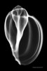 Harp Shell
