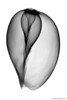 Melon Shell