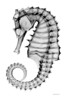Sea Horse