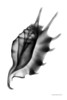 Spider Shell