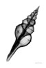 Spindle Shell