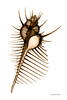Spiny Murex
