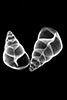 Tree Snails